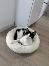 SUKI, Katze, Europäisch Kurzhaar in Lengede - Bild 1