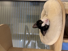 SUKI, Katze, Europäisch Kurzhaar in Lengede - Bild 2