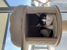 SUKI, Katze, Europäisch Kurzhaar in Lengede - Bild 4