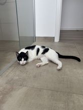 SUKI, Katze, Europäisch Kurzhaar in Lengede - Bild 5