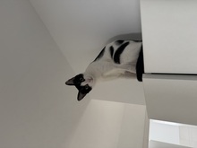 SUKI, Katze, Europäisch Kurzhaar in Lengede - Bild 6