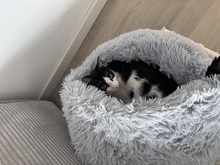 SUKI, Katze, Europäisch Kurzhaar in Lengede - Bild 7