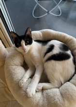 SUKI, Katze, Europäisch Kurzhaar in Lengede - Bild 8