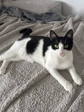 MIRA, Katze, Europäisch Kurzhaar in Lengede - Bild 1
