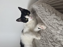 MIRA, Katze, Europäisch Kurzhaar in Lengede - Bild 2