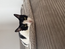 MIRA, Katze, Europäisch Kurzhaar in Lengede - Bild 3