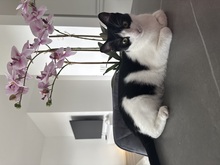 MIRA, Katze, Europäisch Kurzhaar in Lengede - Bild 4
