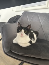 MIRA, Katze, Europäisch Kurzhaar in Lengede - Bild 5