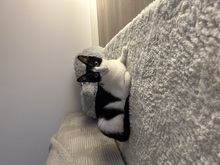 MIRA, Katze, Europäisch Kurzhaar in Lengede - Bild 6