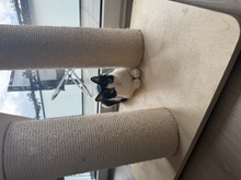 MIRA, Katze, Europäisch Kurzhaar in Lengede - Bild 7