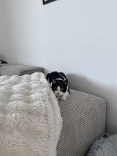 MIRA, Katze, Europäisch Kurzhaar in Lengede - Bild 8