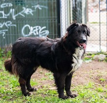 MULAN, Hund, Mischlingshund in Rumänien - Bild 10