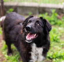 MULAN, Hund, Mischlingshund in Rumänien - Bild 12