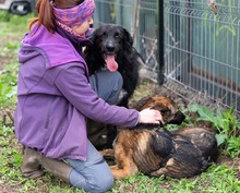 MULAN, Hund, Mischlingshund in Rumänien - Bild 13