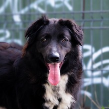MULAN, Hund, Mischlingshund in Rumänien - Bild 2