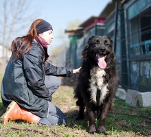 MULAN, Hund, Mischlingshund in Rumänien - Bild 3