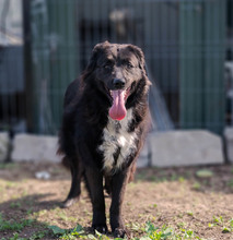 MULAN, Hund, Mischlingshund in Rumänien - Bild 4