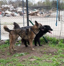 MULAN, Hund, Mischlingshund in Rumänien - Bild 5