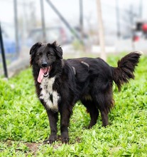 MULAN, Hund, Mischlingshund in Rumänien - Bild 6