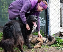 MULAN, Hund, Mischlingshund in Rumänien - Bild 7