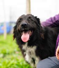MULAN, Hund, Mischlingshund in Rumänien - Bild 8