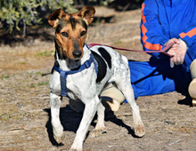 VEGA, Hund, Bodeguera Andaluz Mischling in Spanien - Bild 2