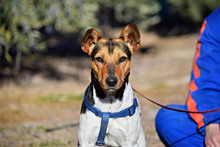 VEGA, Hund, Bodeguera Andaluz Mischling in Spanien - Bild 3