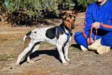 VEGA, Hund, Bodeguera Andaluz Mischling in Spanien - Bild 4