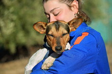 VEGA, Hund, Bodeguera Andaluz Mischling in Spanien - Bild 6