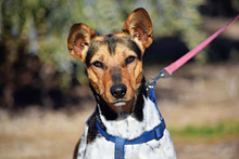 VEGA, Hund, Bodeguera Andaluz Mischling in Spanien - Bild 7
