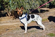 VEGA, Hund, Bodeguera Andaluz Mischling in Spanien - Bild 9