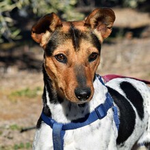 VEGA, Hund, Ratonero Bodeguero Andaluz-Mix in Spanien - Bild 1