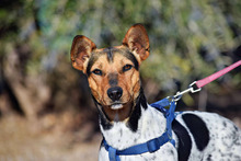 VEGA, Hund, Ratonero Bodeguero Andaluz-Mix in Spanien - Bild 8