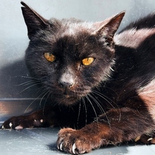 SHADOW, Katze, Europäisch Kurzhaar in Spanien - Bild 1