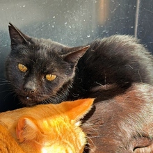 SHADOW, Katze, Europäisch Kurzhaar in Spanien - Bild 3