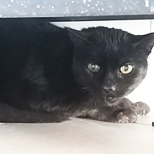 SHADOW, Katze, Europäisch Kurzhaar in Spanien - Bild 4
