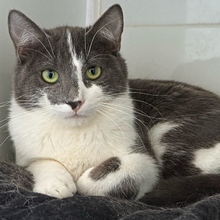 MINOR, Katze, Europäisch Kurzhaar in Spanien - Bild 1