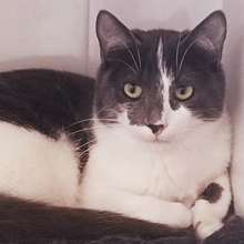 MINOR, Katze, Europäisch Kurzhaar in Spanien - Bild 2