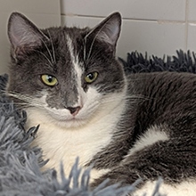 MINOR, Katze, Europäisch Kurzhaar in Spanien - Bild 3