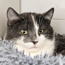 MINOR, Katze, Europäisch Kurzhaar in Spanien - Bild 4