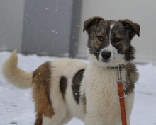 KILIA, Hund, Mischlingshund in Bulgarien - Bild 1
