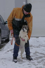 KILIA, Hund, Mischlingshund in Bulgarien - Bild 10