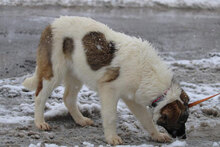 KILIA, Hund, Mischlingshund in Bulgarien - Bild 11