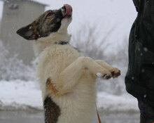 KILIA, Hund, Mischlingshund in Bulgarien - Bild 12