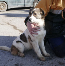 KILIA, Hund, Mischlingshund in Bulgarien - Bild 13