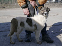 KILIA, Hund, Mischlingshund in Bulgarien - Bild 14