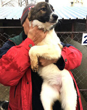KILIA, Hund, Mischlingshund in Bulgarien - Bild 15