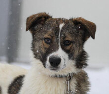 KILIA, Hund, Mischlingshund in Bulgarien - Bild 2