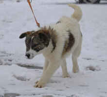 KILIA, Hund, Mischlingshund in Bulgarien - Bild 4