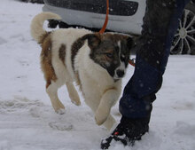 KILIA, Hund, Mischlingshund in Bulgarien - Bild 5